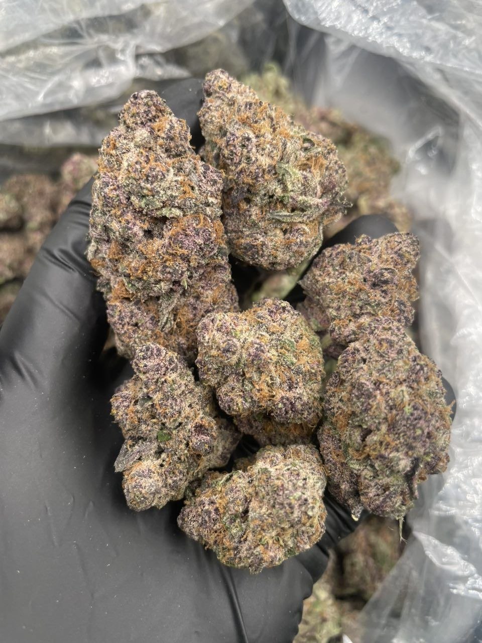 photo_2026-05-10_14-58-31 purple zkittlez weed strain